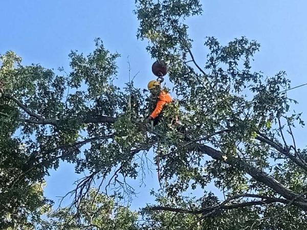 TWO MEN IN A Tree