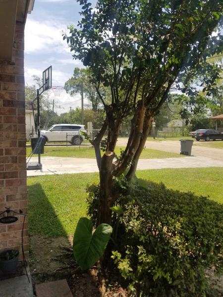 Leblanc's Tree & Stump Removal Inc