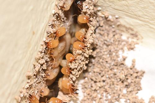 Bill's Home Service Company Pest & Termite