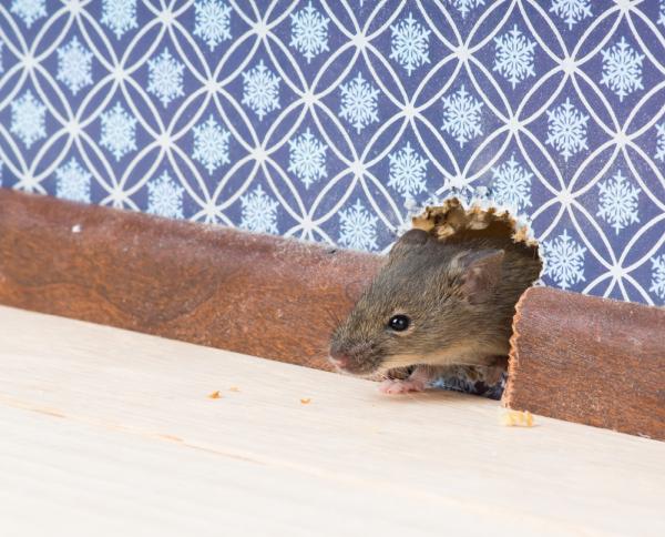 Tucson Pest Control