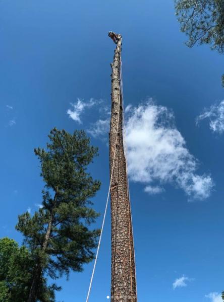 Spartan Tree & Landscape