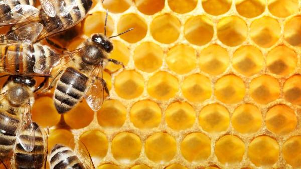 South Bay Bee Removal