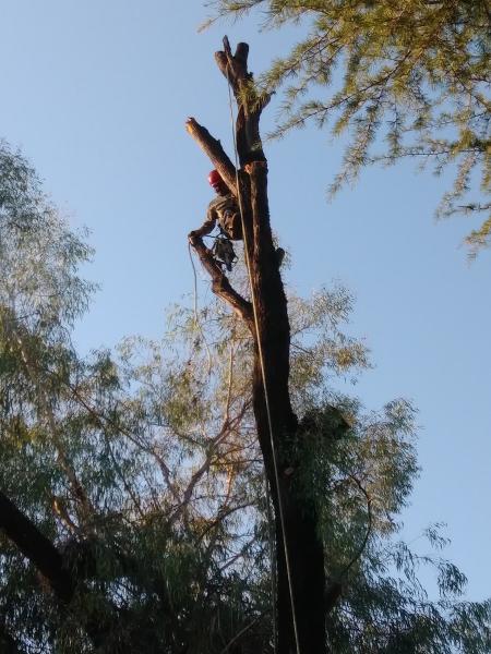 MG Tree Service