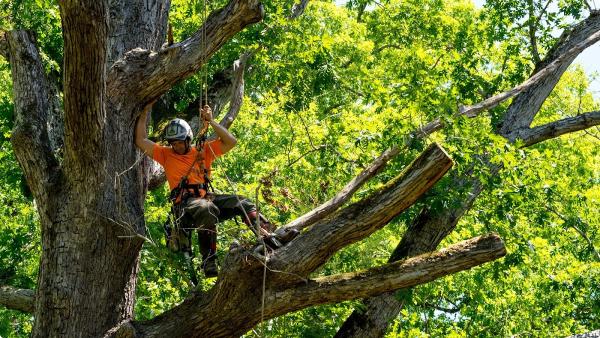 Aerial Tree Service