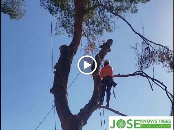 Jose Knows Trees
