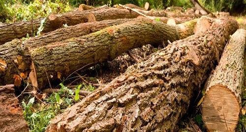 Rocky's Tree Service