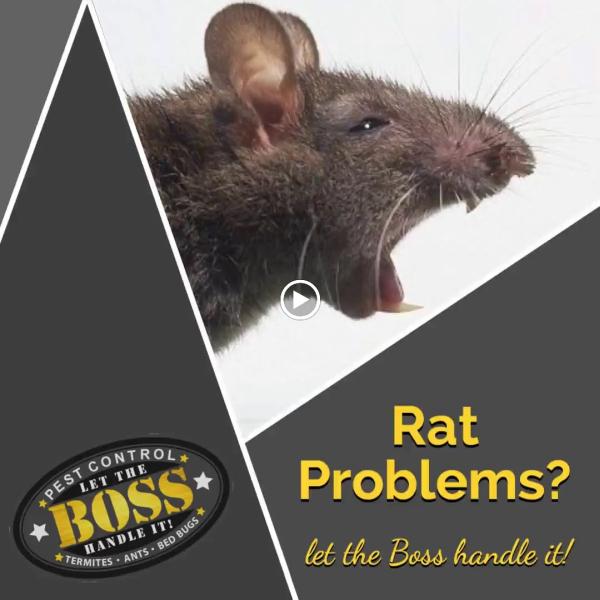 Boss Pest Control