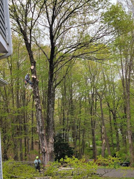 Jims Tree Service