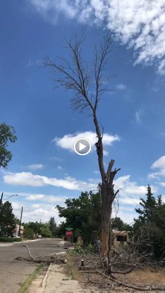 Legacy Tree Company