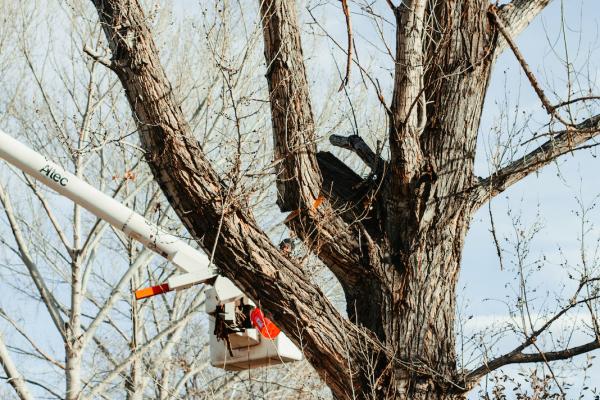 Legacy Tree Company