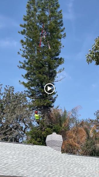 Drummond's Tree Service