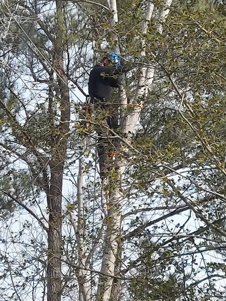 Coastland Tree Works