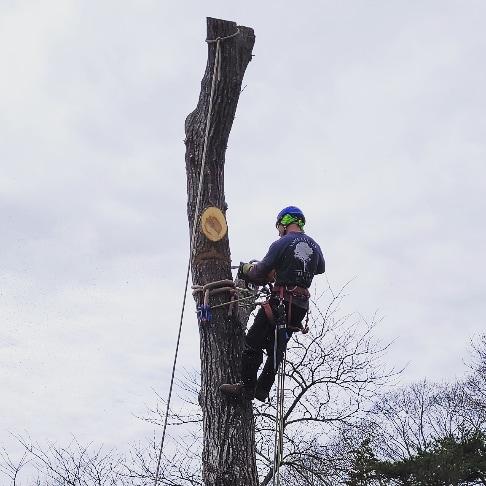 Lamb Family Tree Care