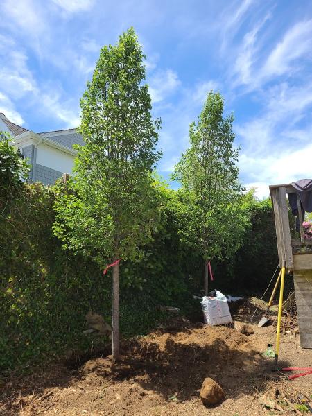 Lamb Family Tree Care