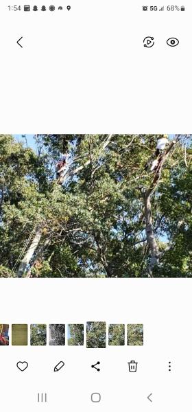 Lamb Family Tree Care