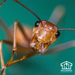 TNT Home & Commercial Services