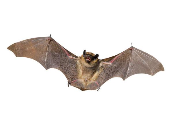 Procare Pest Services