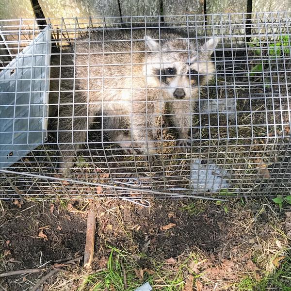 Flea Flicker Pest Control