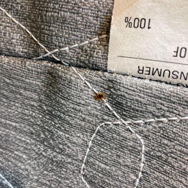Flea Flicker Pest Control