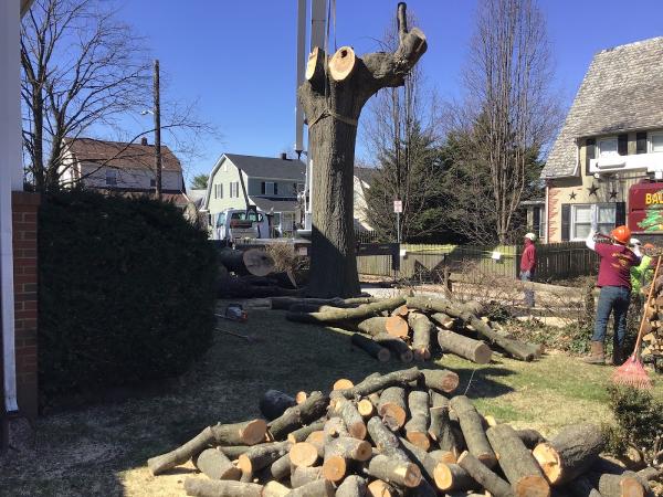 Baltimore Tree Experts