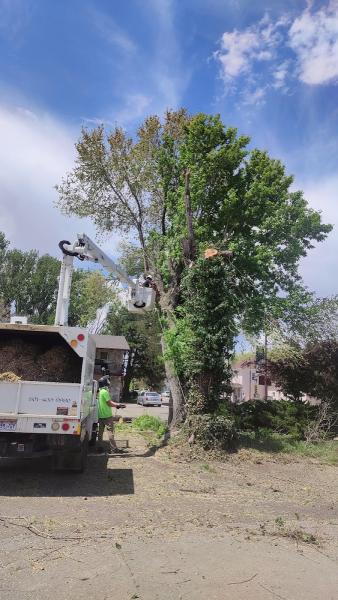 Deseret Tree Worx