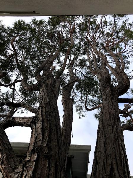 Brende & Lamb Tree & Shrub Care