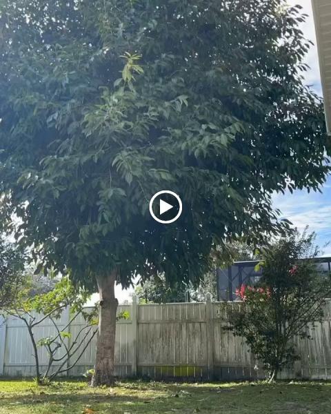 ISK Tree Services