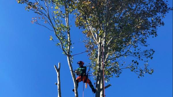 ISK Tree Services