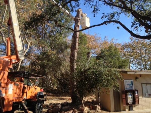 Cunningham's Tree Service