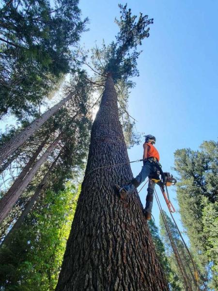 ADS Tree Service