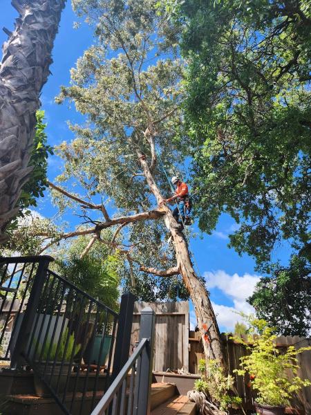 ADS Tree Service