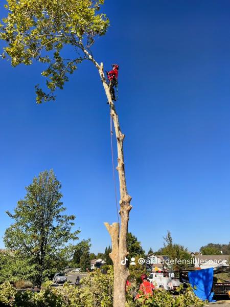 ADS Tree Service