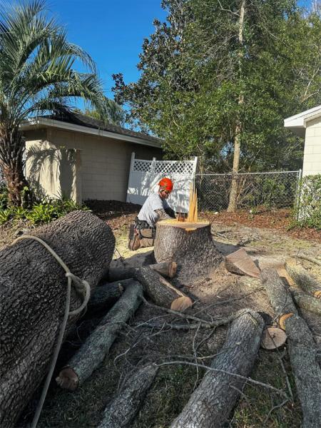 Gregg's Quality Tree Care: Tree Removal & Trimming