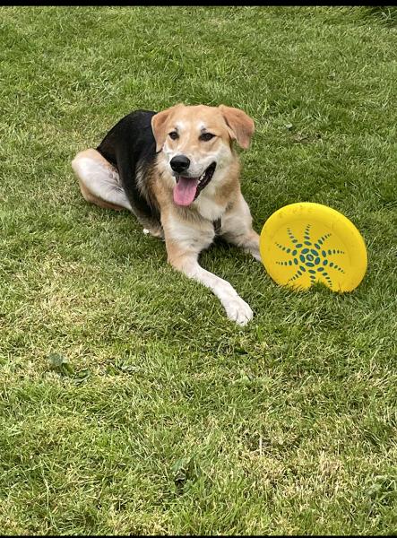 Beckstead's Pet Waste Removal