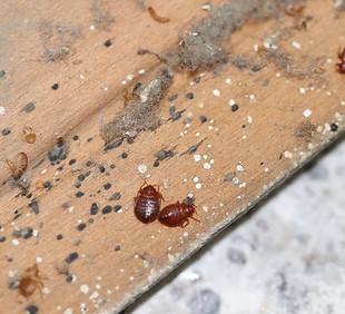Alliance Pest Control