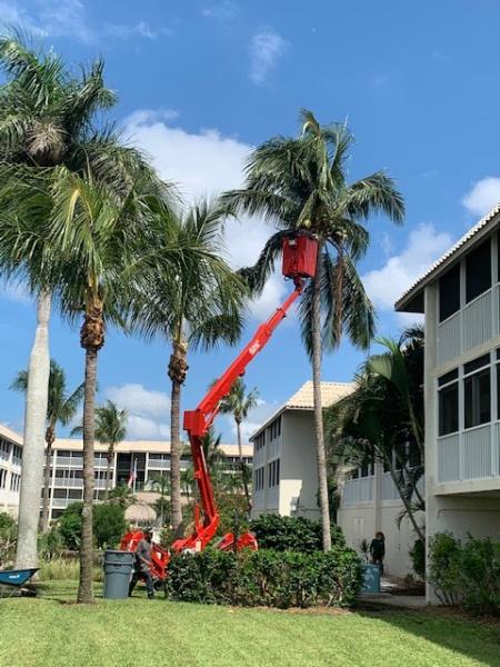 Island Tree Service