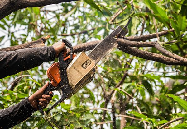 Benchmark Tree Services