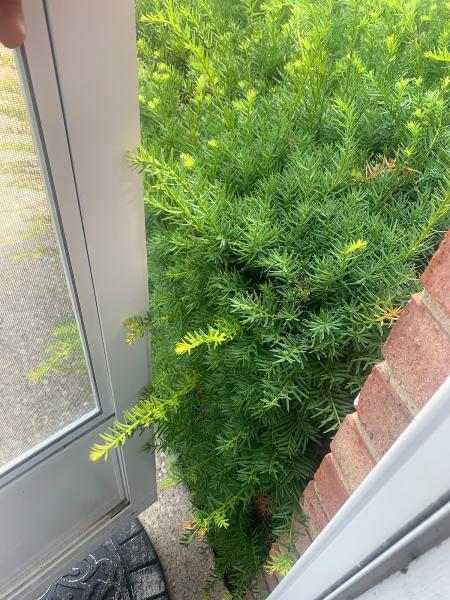 Di Santo Co General Landscaping