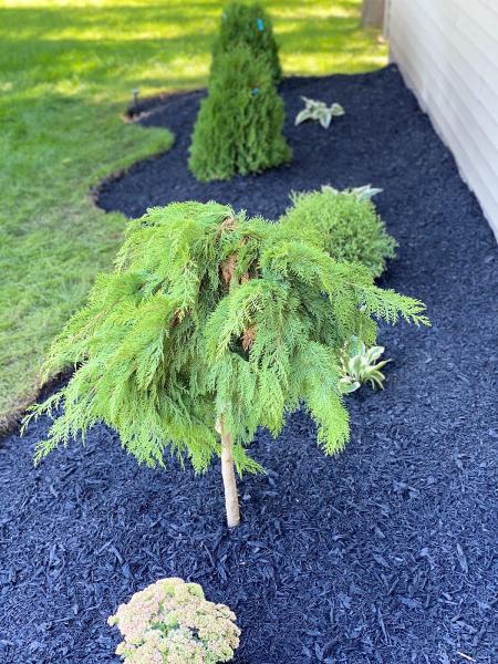 Goldentree Landscaping & Tree Service