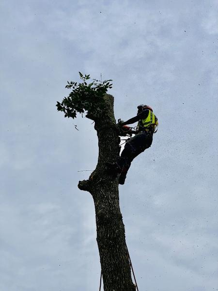 Goldentree Landscaping & Tree Service