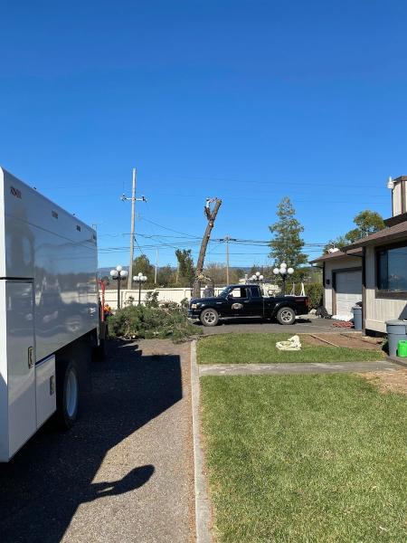 Northgate Tree Care