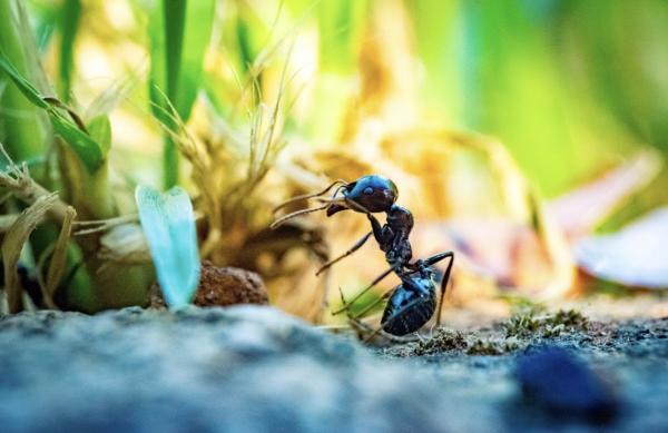 Scram Pest Control