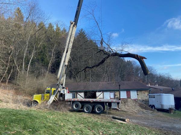 Jack's Tree Service
