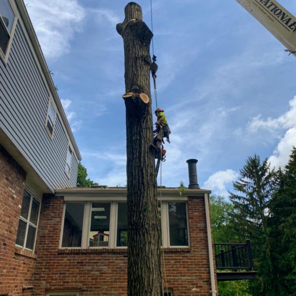 Jack's Tree Service