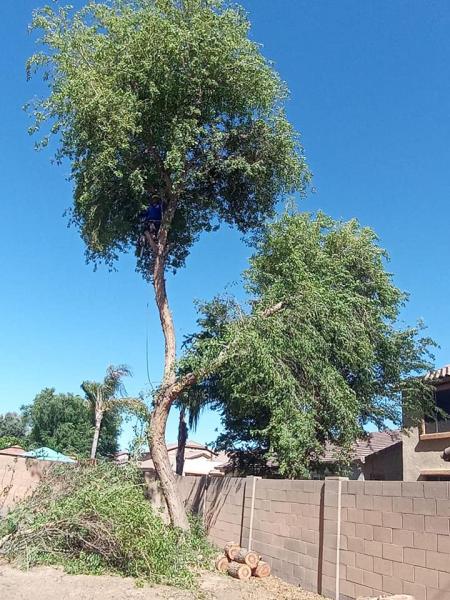 Preservation Tree Service