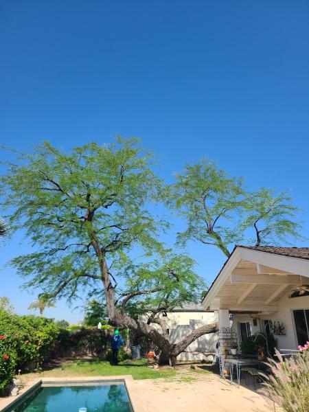 Preservation Tree Service