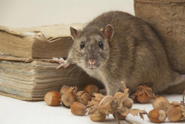 New Tech Pest Control