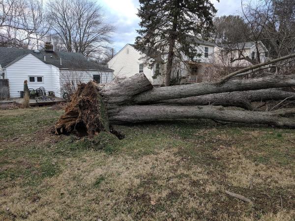 American Tree Company