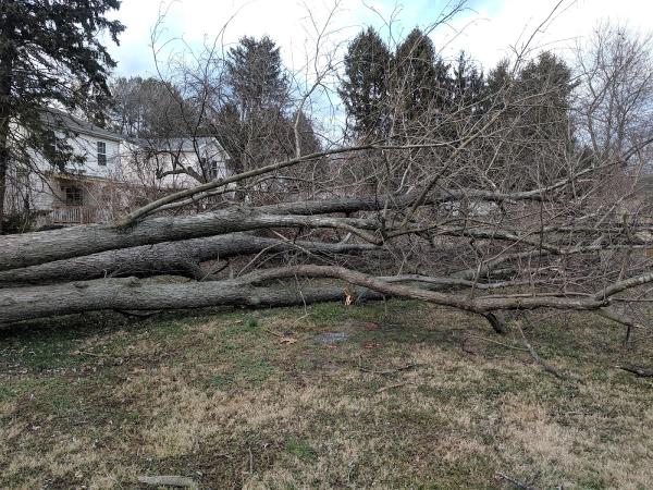 American Tree Company