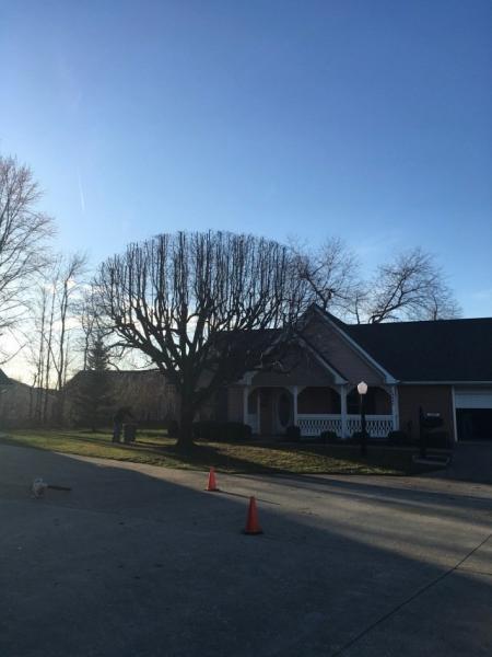 Huffman Tree Company